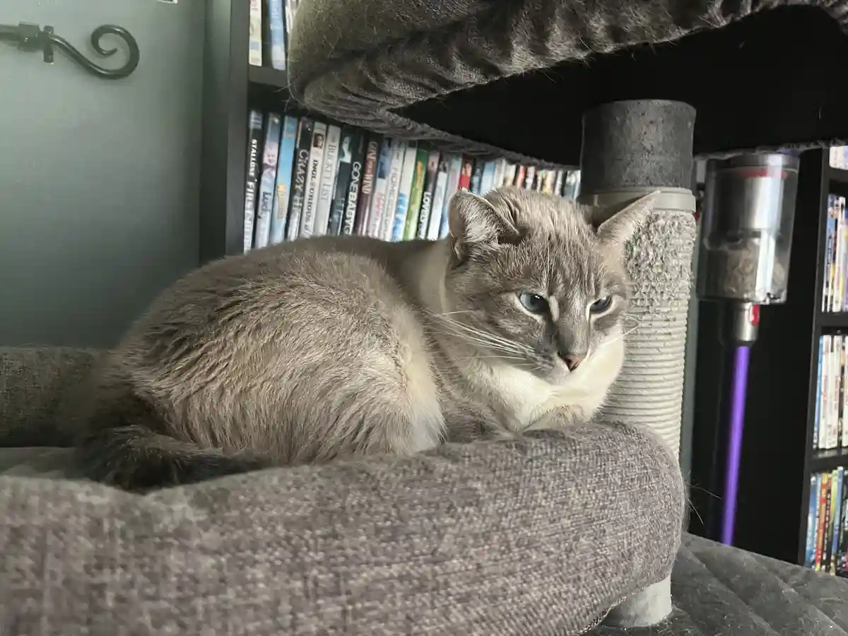 A gray and white cat with blue eyes is lounging on a gray fabric cat tree, looking slightly annoyed or unimpressed. Behind…