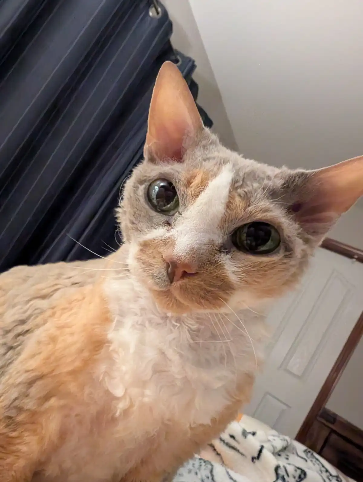A close-up photo of a cat with large, expressive green eyes and curly, light brown and white fur looking directly at the…