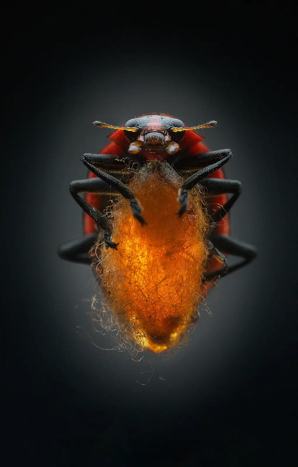 A macro photograph shows a red ladybug with black legs and antennae, facing forward against a dark background. Its abdomen…