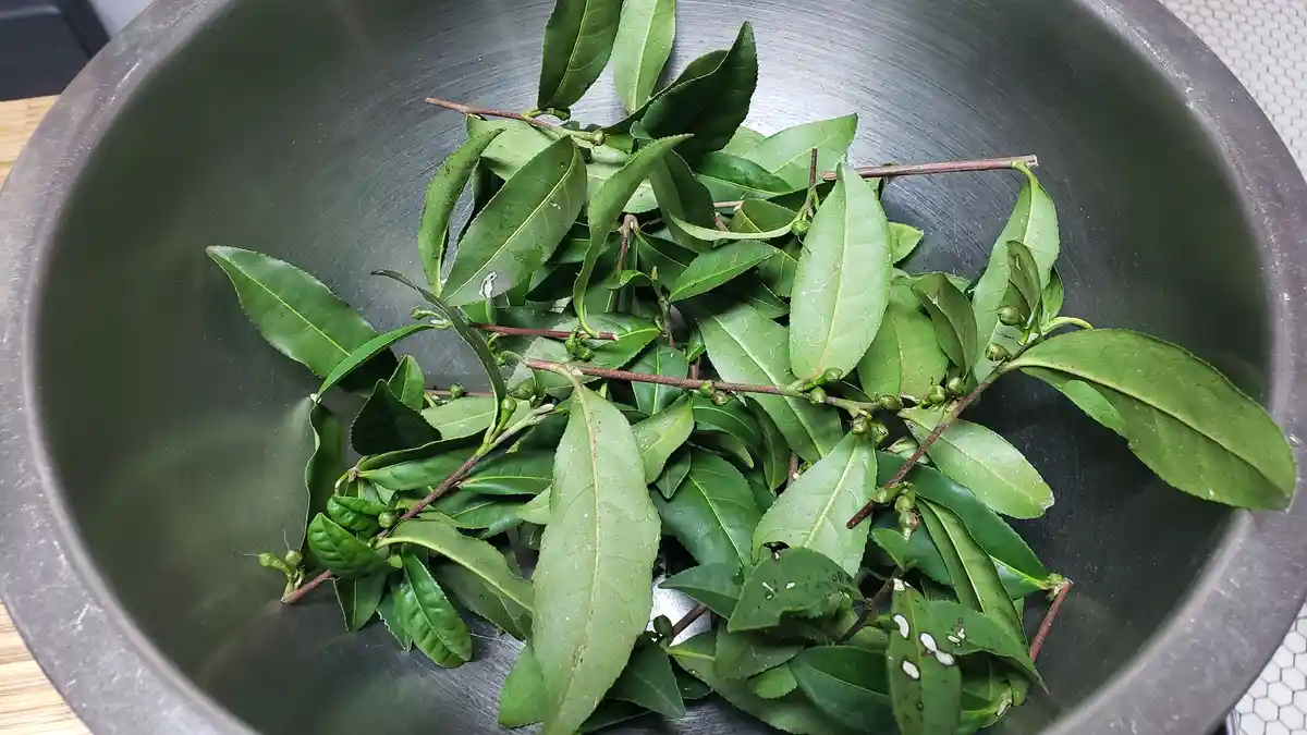 A stainless steel bowl contains freshly picked green tea leaves and small buds still attached to thin branches. The leaves…