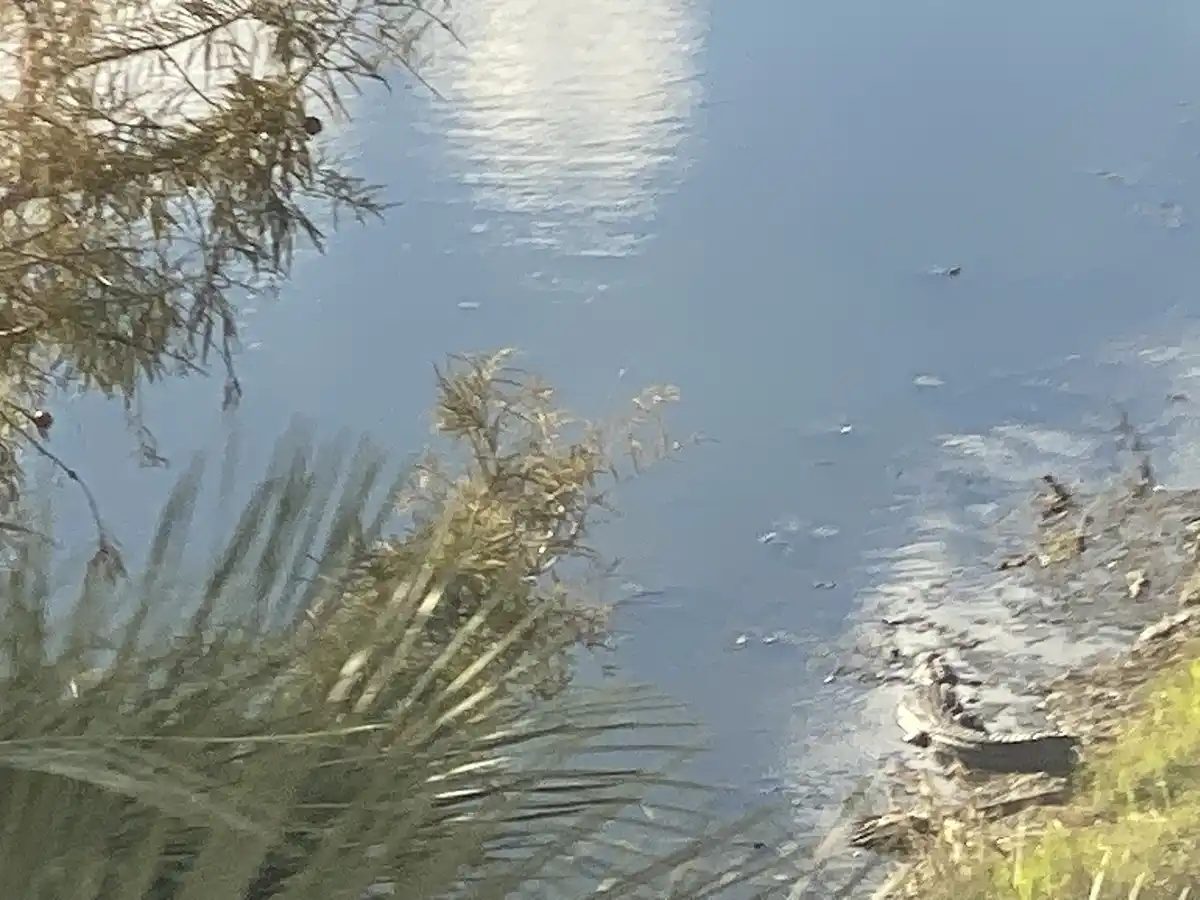 A calm body of water reflects the sky and surrounding vegetation, with a large alligator partially visible resting on the…