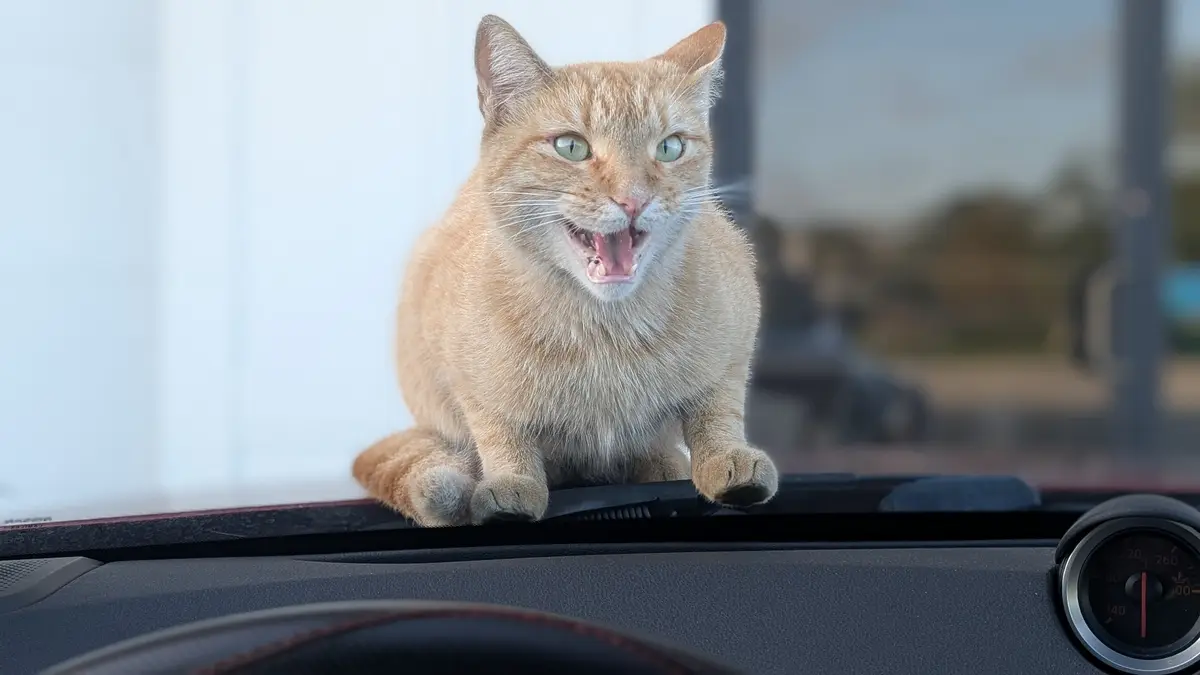 I Gave It My All: I Said Rawr!