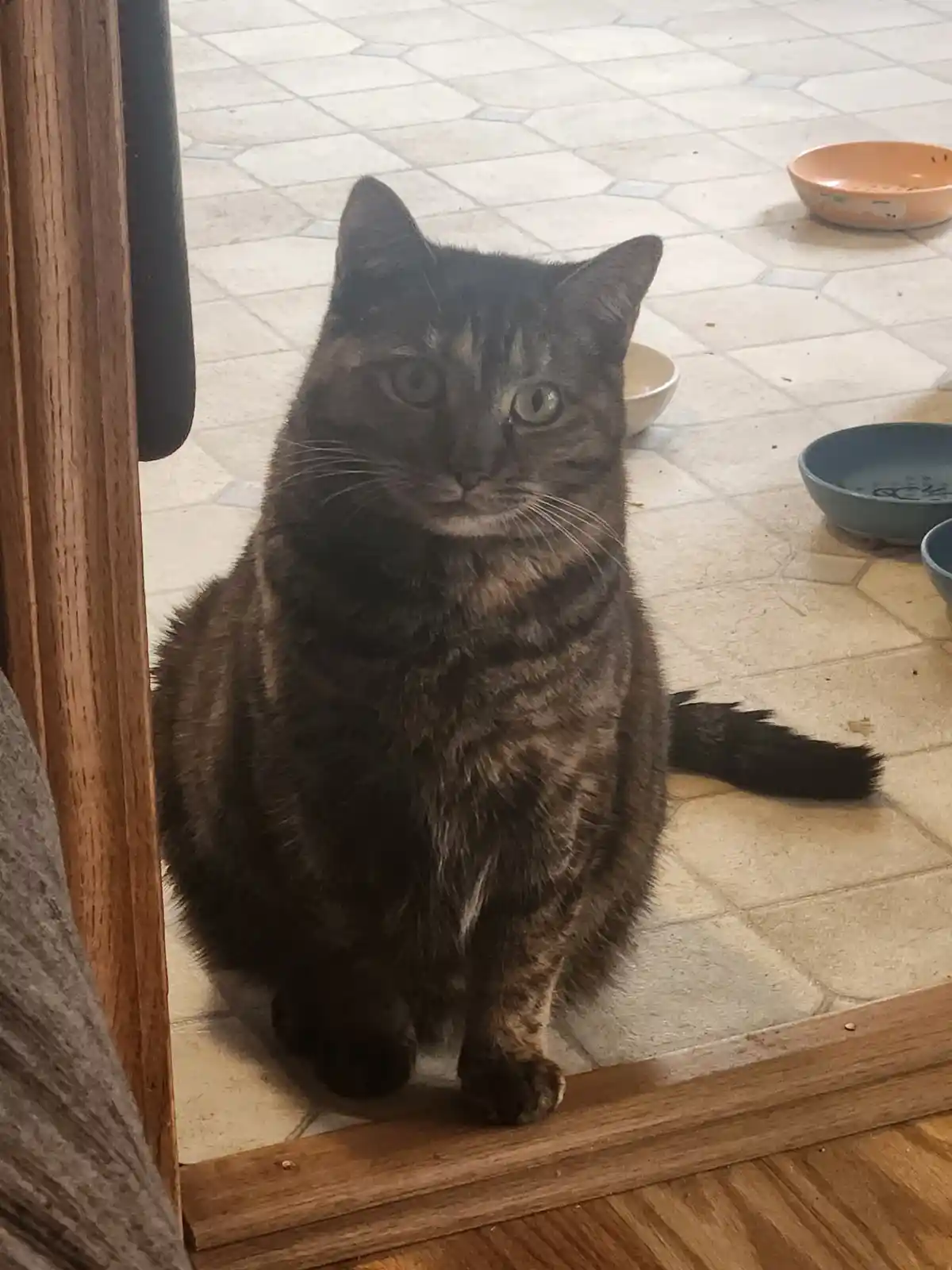 A tabby cat with green eyes sits upright on a tiled floor, looking directly at the camera with a serious expression. Behind…