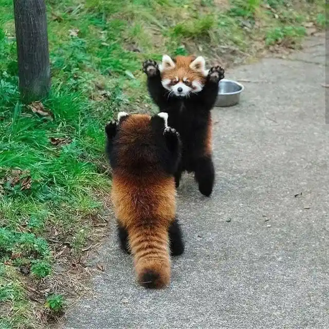 Two red pandas are standing on a paved path next to grass and a tree. One red panda faces the camera with both paws raised…