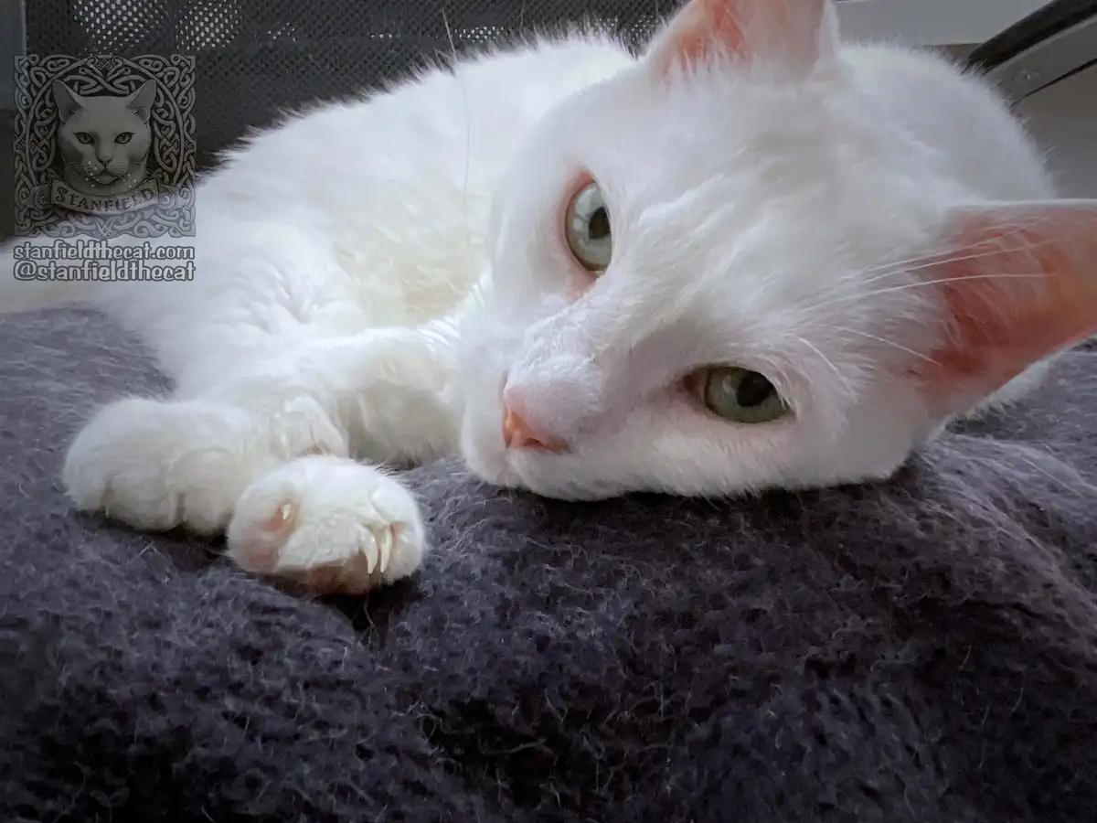 A white cat with green eyes and pink ears lies on a dark gray textured surface, looking directly at the camera with a calm…