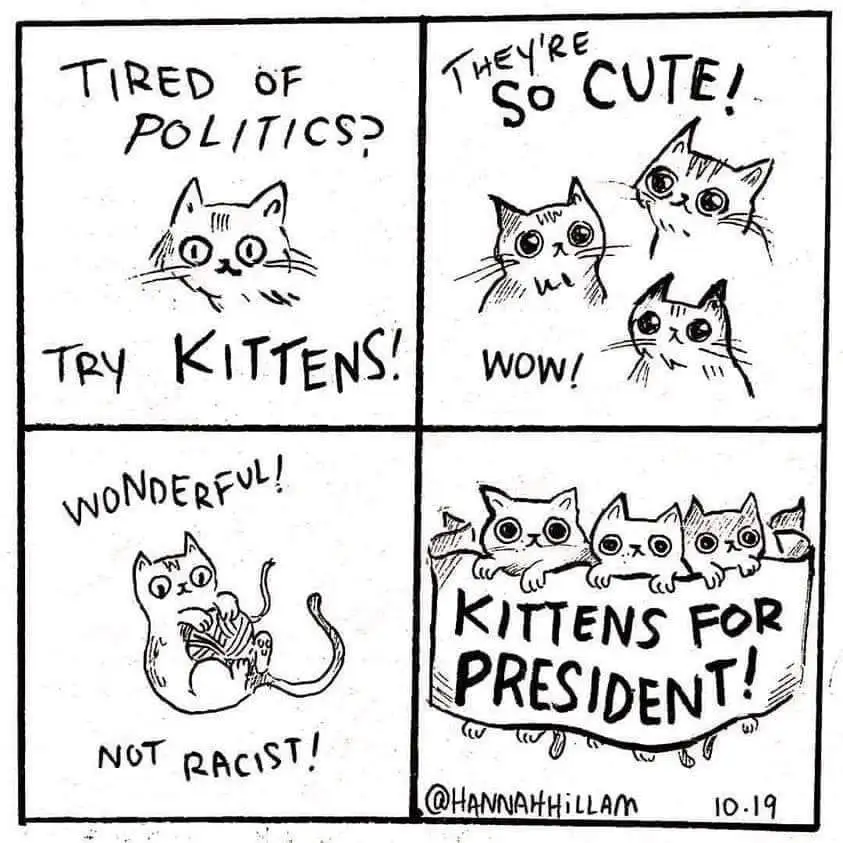 Kittens for President: The Cutest Campaign Ever!