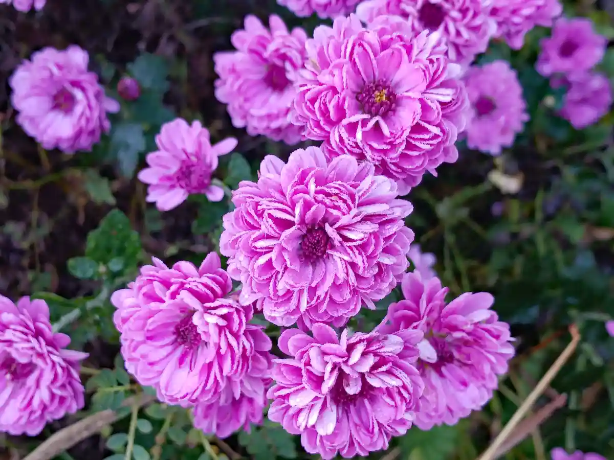 A Stunning Display of Purple Mums