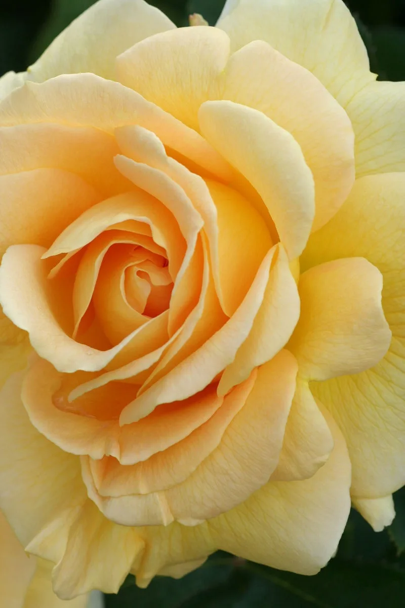 A close-up photograph of a fully bloomed, pale yellow rose with layered petals showing subtle orange gradients at the…