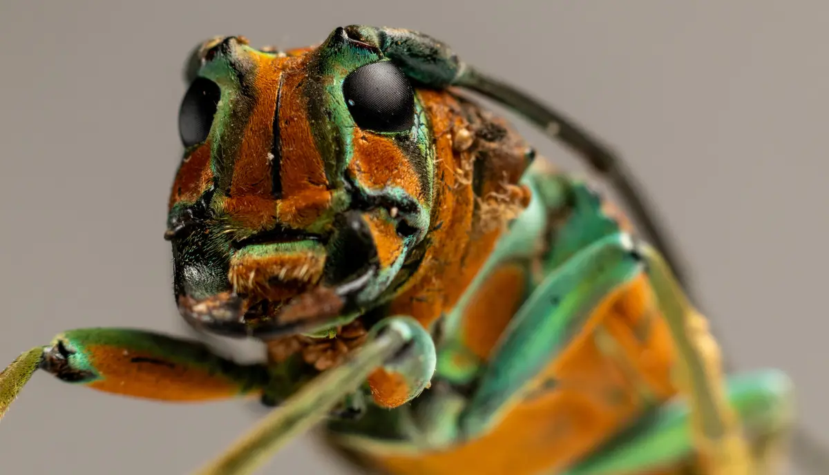 A macro photograph shows the head and upper thorax of a colorful insect, likely a longhorn beetle, with iridescent green and…
