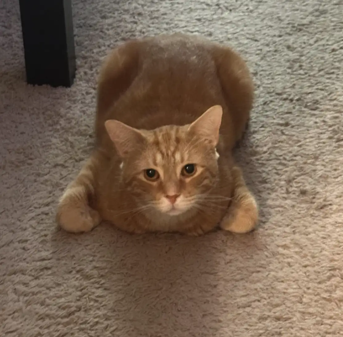 An orange tabby cat is lying on a beige carpet, its body stretched out with its front paws tucked under its chest and its…