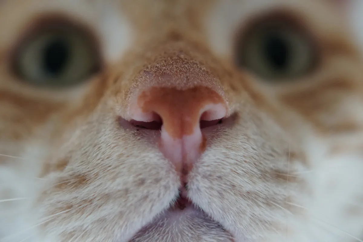 A close-up, shallow-focus photograph of a ginger cat's face, with its pink nose and whiskers in sharp focus while its green…