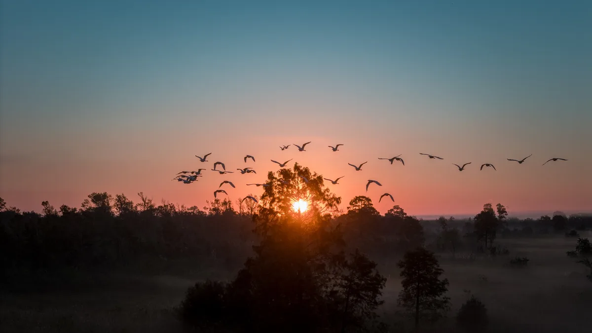 A serene sunrise scene with a flock of geese flying in formation across a colorful sky, silhouetted against the rising sun…