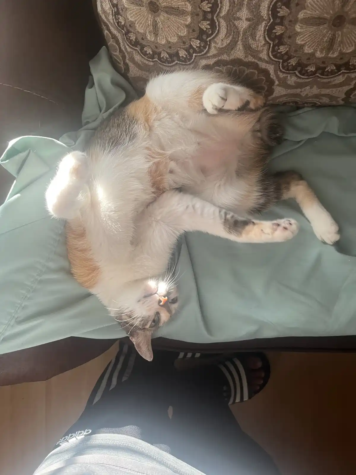 A calico cat lies on its back on a light green blanket, exposing its belly and paws, with sunlight hitting its face. A…