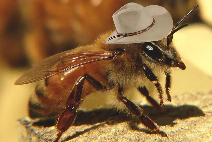 a close-up photo of a honeybee with a light gray cowboy hat digitally placed on its head, standing on a textured surface…