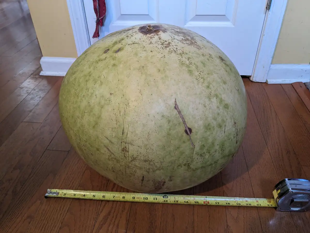 A very large, green, slightly blemished melon sits on a wooden floor in front of a white door, with a yellow measuring tape…