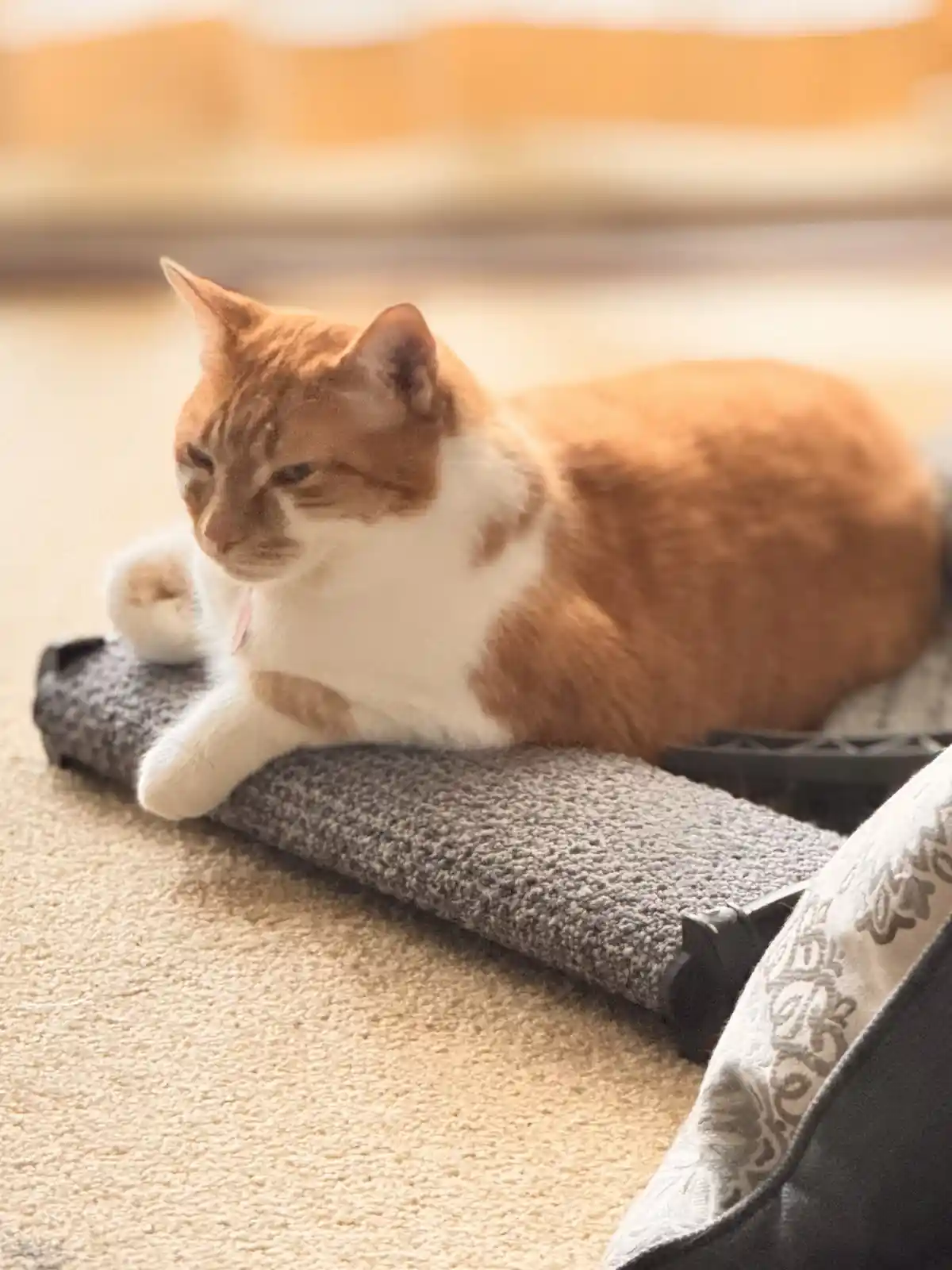 An orange and white cat is lying on a grey textured cat scratcher pad on a beige carpet, looking off to the side with a…