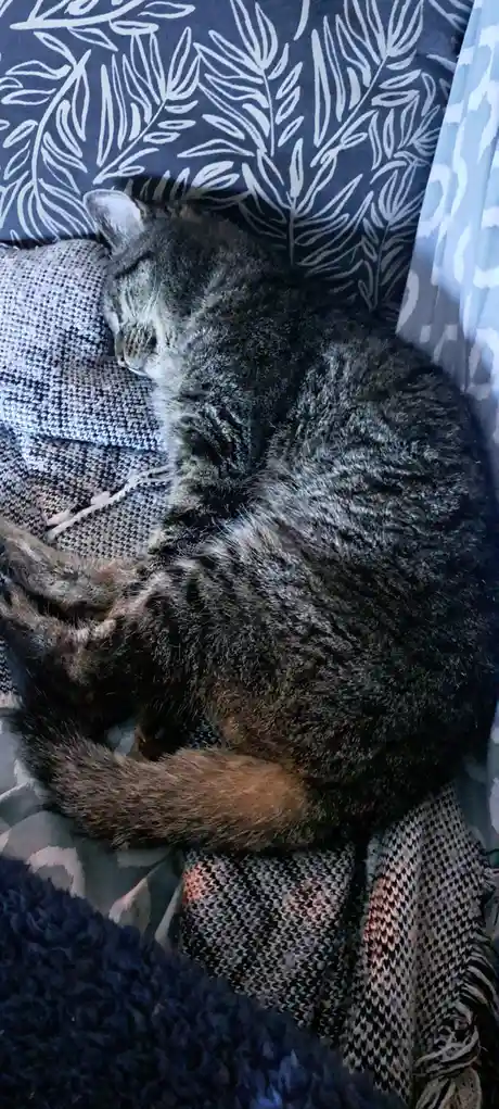 Celebrating Pearl's 19th birthday: a brave little girl who may be blind and deaf, but is forever our baby.
