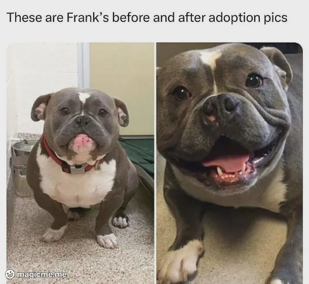 The image displays two side-by-side photos of a grey and white pit bull named Frank. The left photo, labeled 'before,' shows…