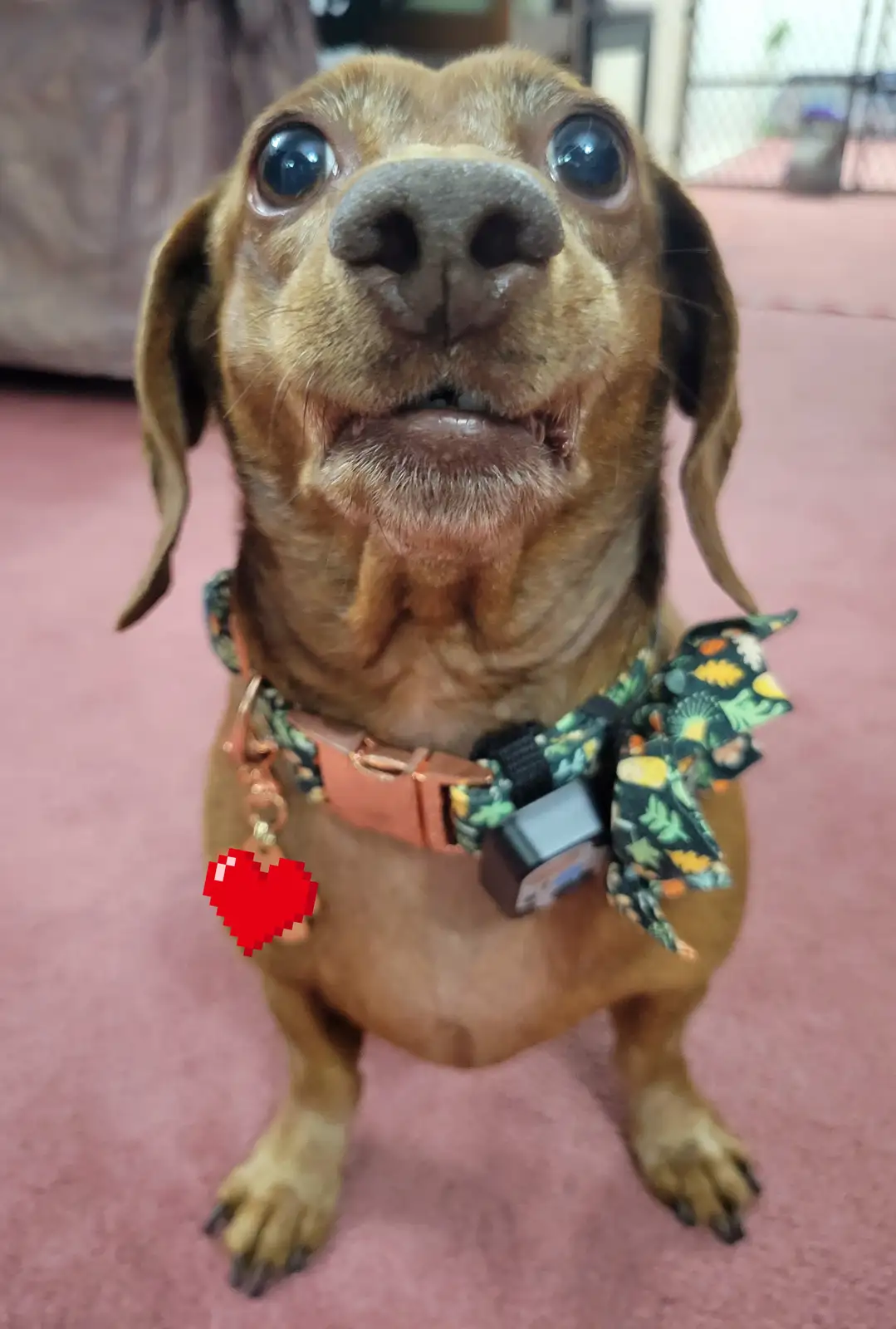 Say Hello to My Adorable Pup, Tiger Lilly #697