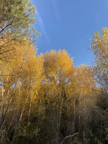 A low-angle photo shows golden-yellow autumn trees against a clear blue sky, with thin branches and leaves catching…