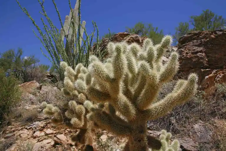 A close-up photograph of a dense, spiky cholla cactus in a desert landscape under a clear blue sky, with other cacti and…