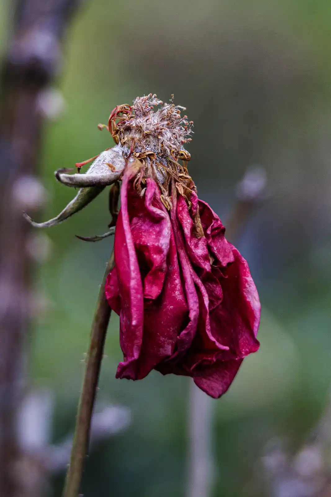 A close-up photograph shows a wilting, dried-out red rose hanging limply from its stem, with its petals shriveled and its…
