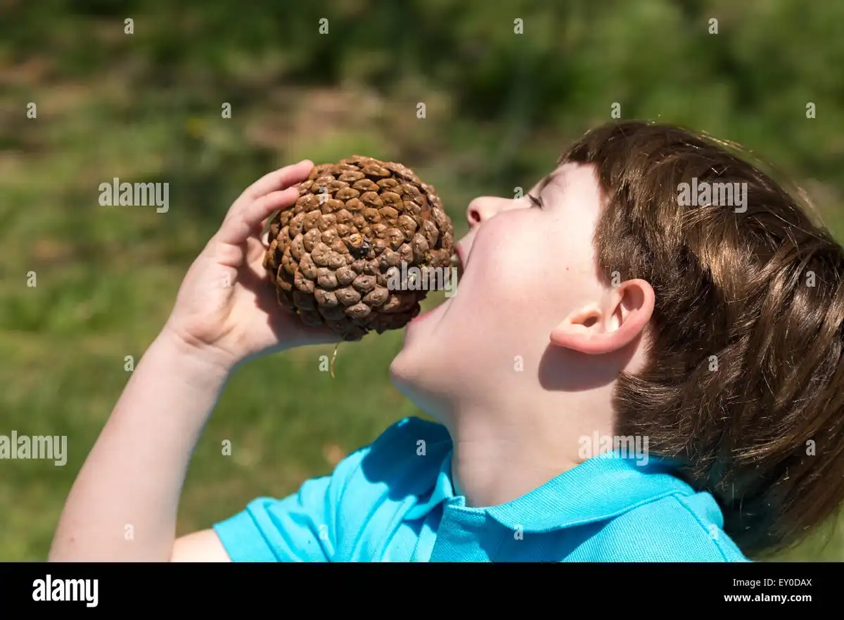 A young boy in a blue shirt is outdoors holding a large pinecone up to his open mouth as if drinking from it. The background…