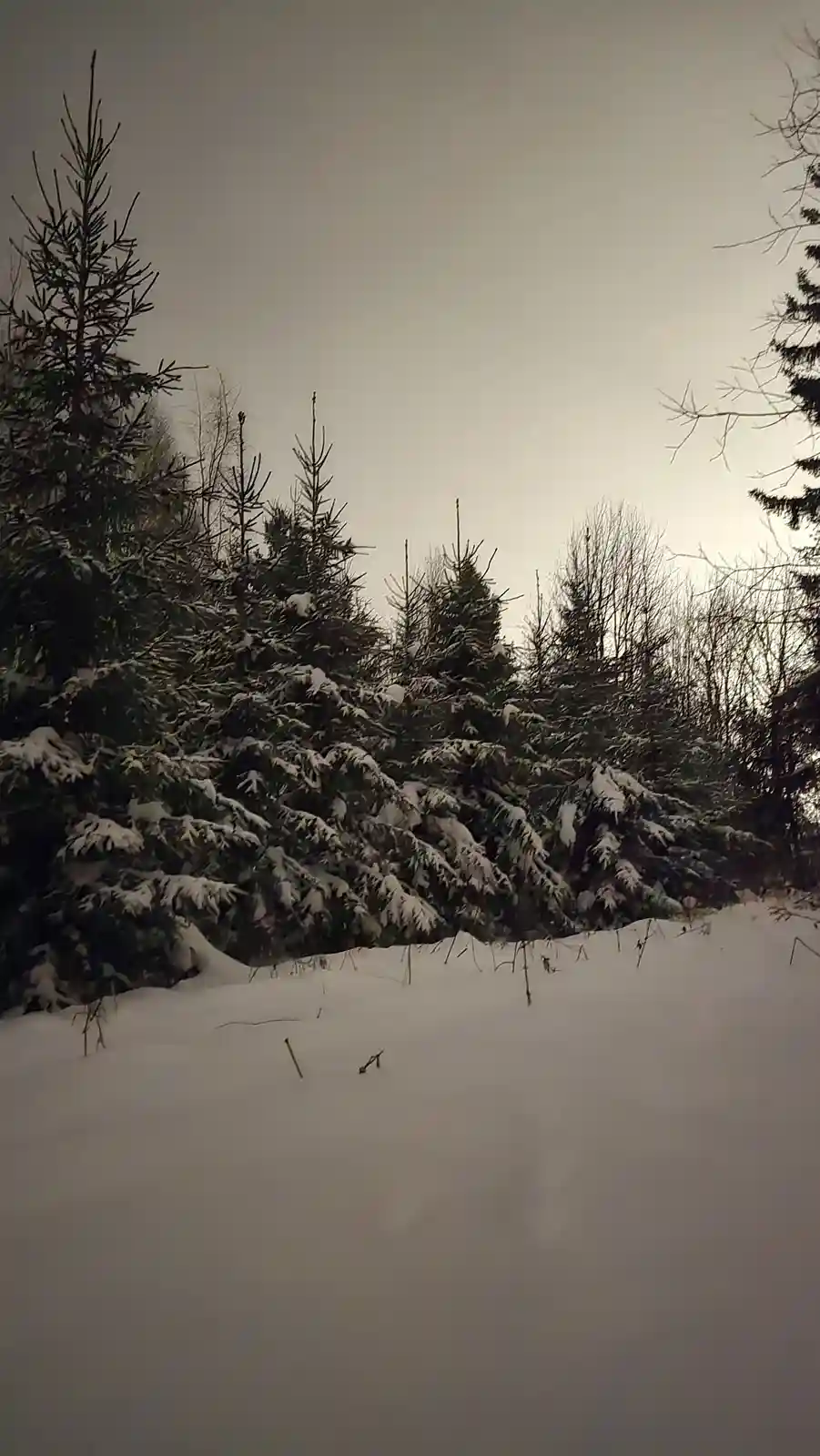 A snowy landscape with evergreen trees heavily laden with snow under an overcast sky. The ground is covered in deep snow…