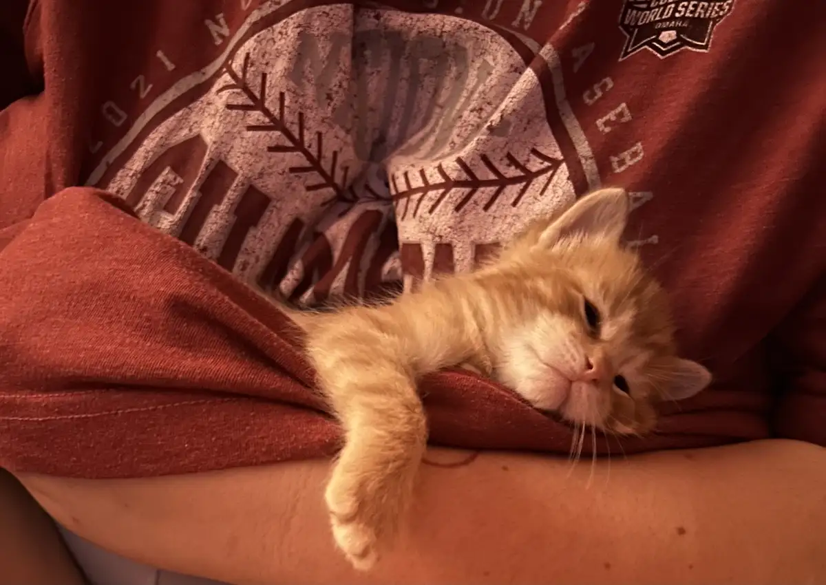 Time to pay the Cat Tax!