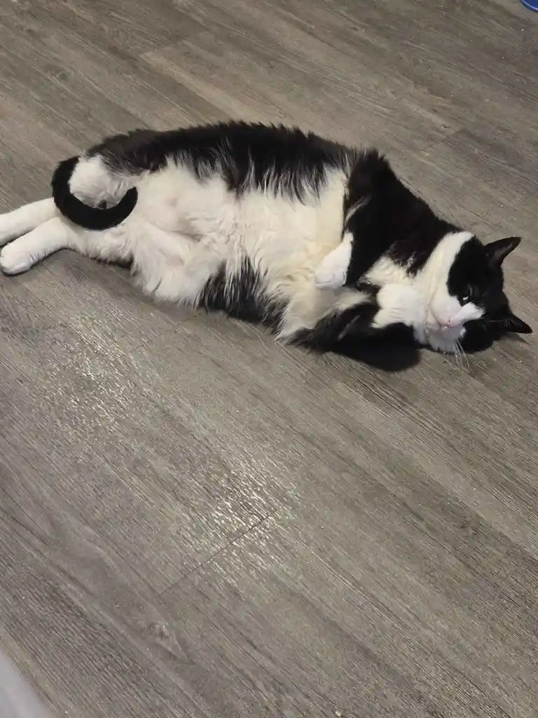 A black and white cat is lying on its side on a gray wood-patterned floor, exposing its belly and looking up with a relaxed…