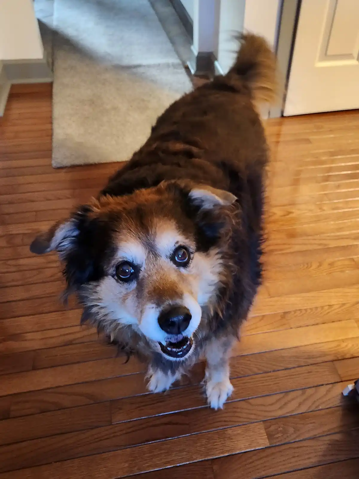 A brown and white fluffy dog with wide, pleading eyes and a slightly open mouth stands on a wooden floor looking up at the…