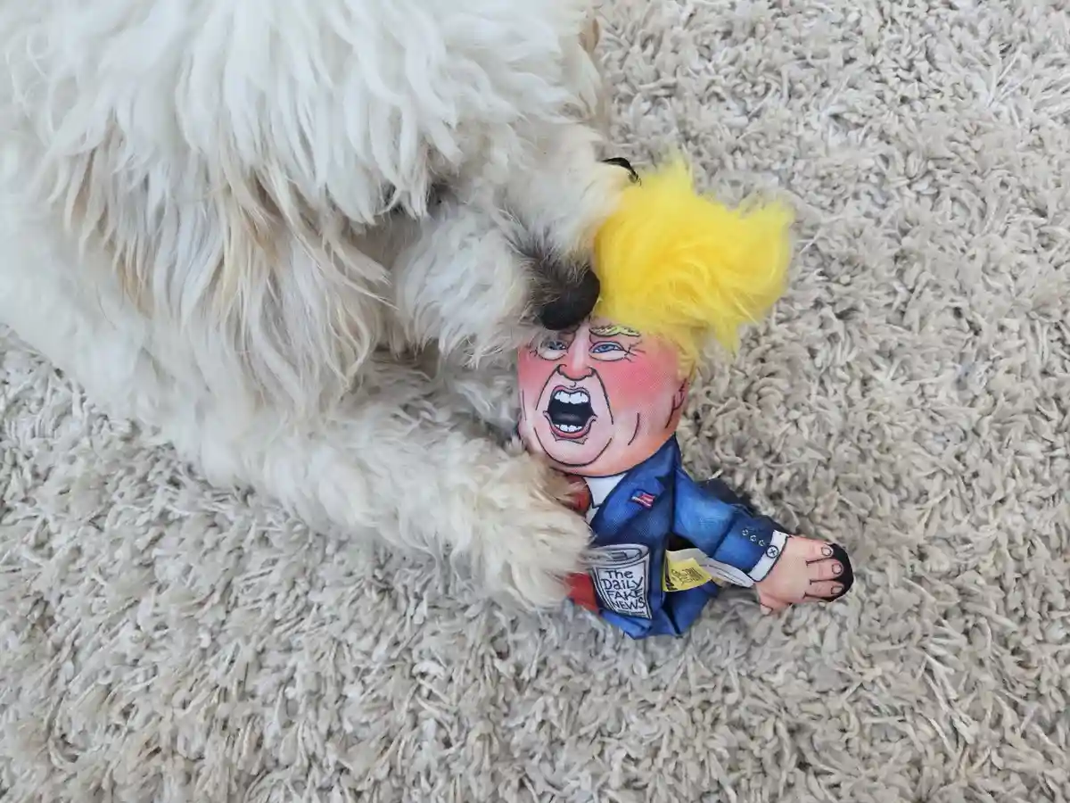 A fluffy white dog is chewing on a plush toy depicting a caricature of Donald Trump with his signature yellow hair and angry…