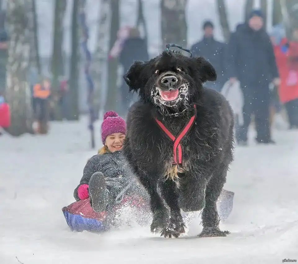 A large, fluffy black dog with snow on its face and a red harness is running through deep snow, pulling a child on a sled…