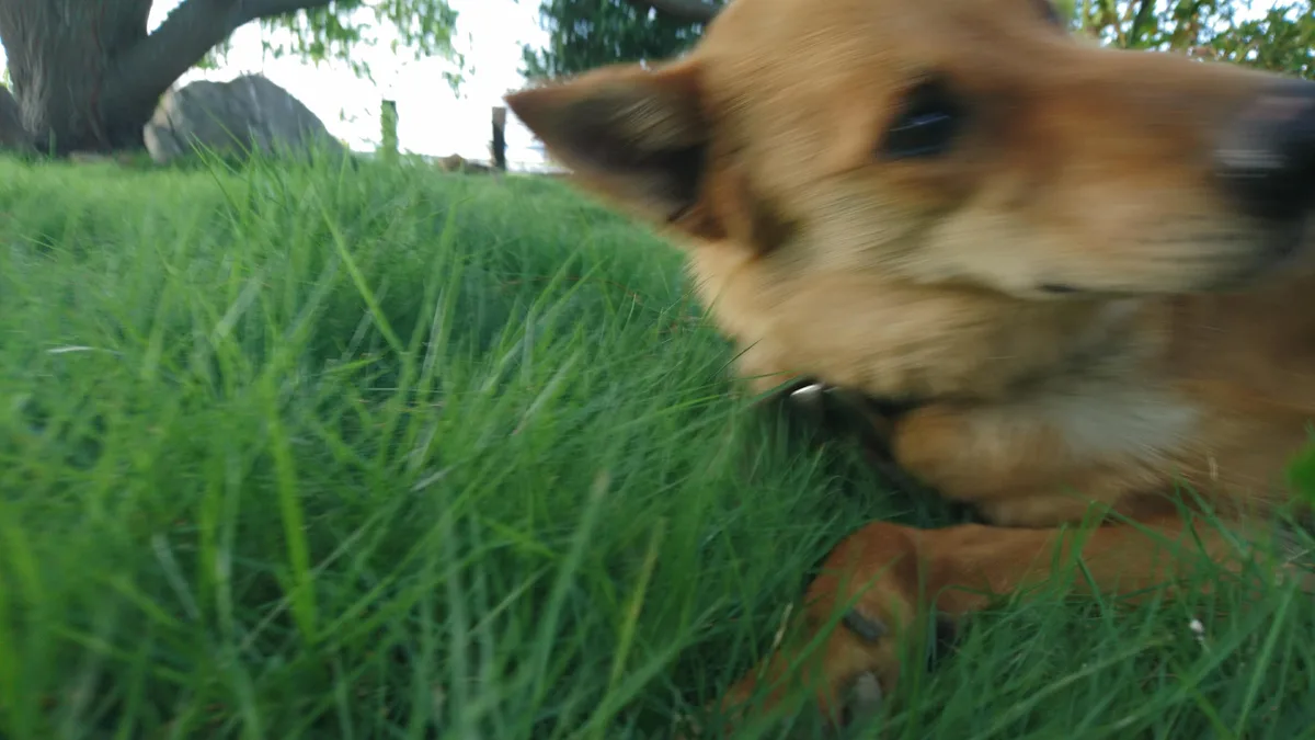 The Classic Doggo Face