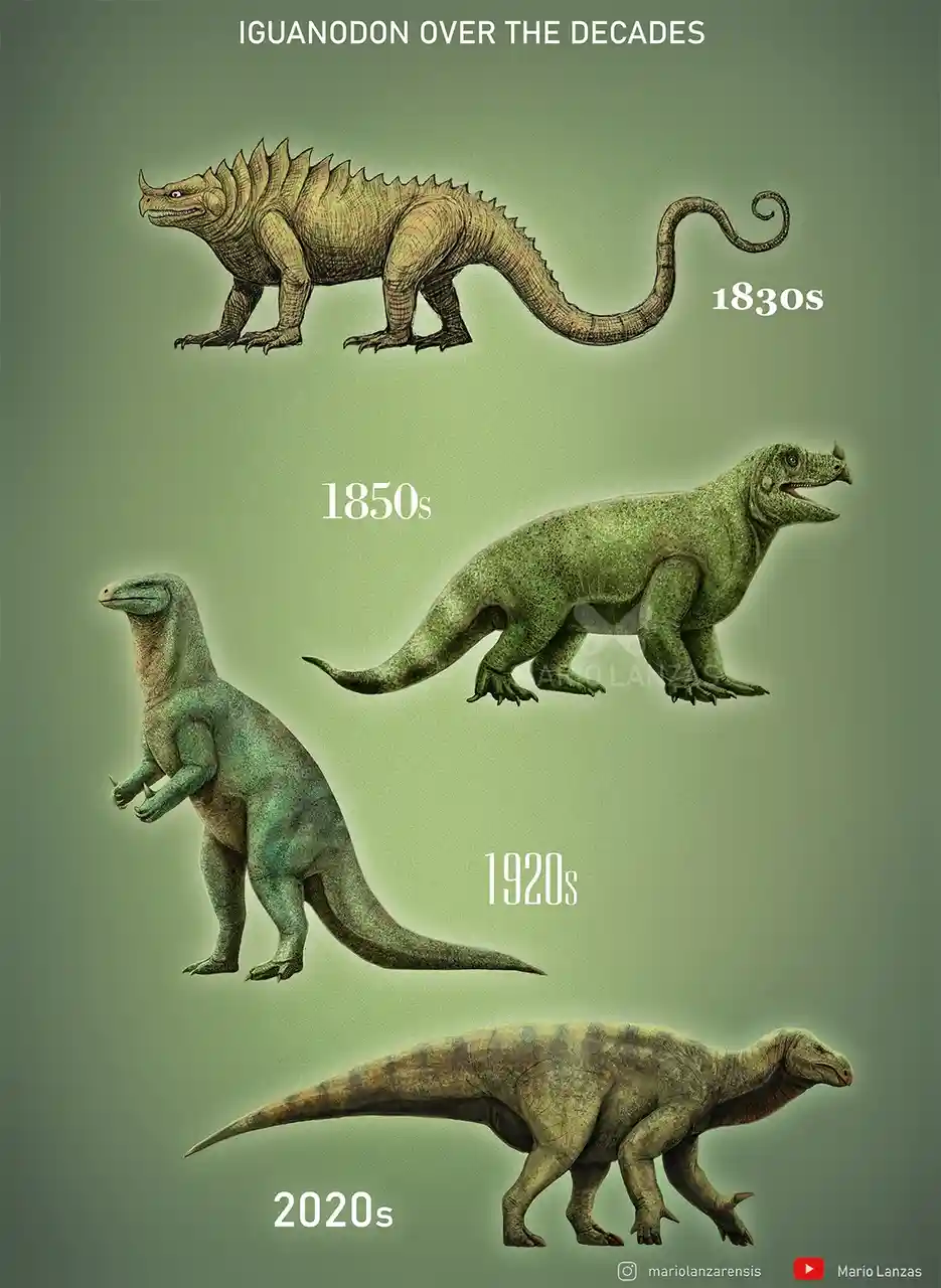 The image displays four illustrated depictions of the dinosaur Iguanodon, arranged vertically against a green background…