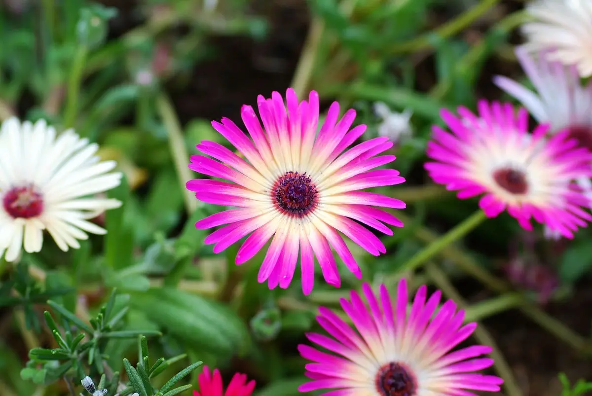 A close-up photograph of several brightly colored daisies, including a prominent pink one with a yellow center, surrounded…