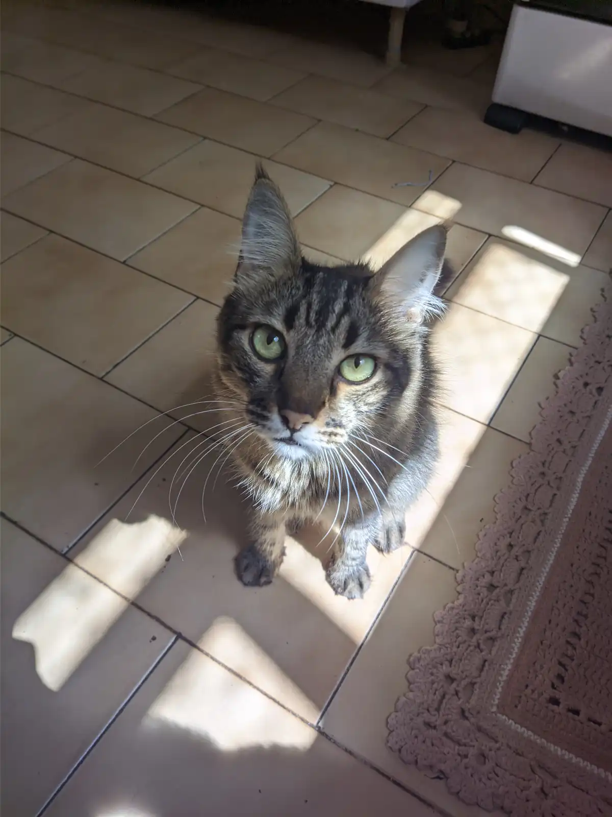 A tabby cat with green eyes sits on a tiled floor in a patch of sunlight, looking directly at the camera with a confused or…