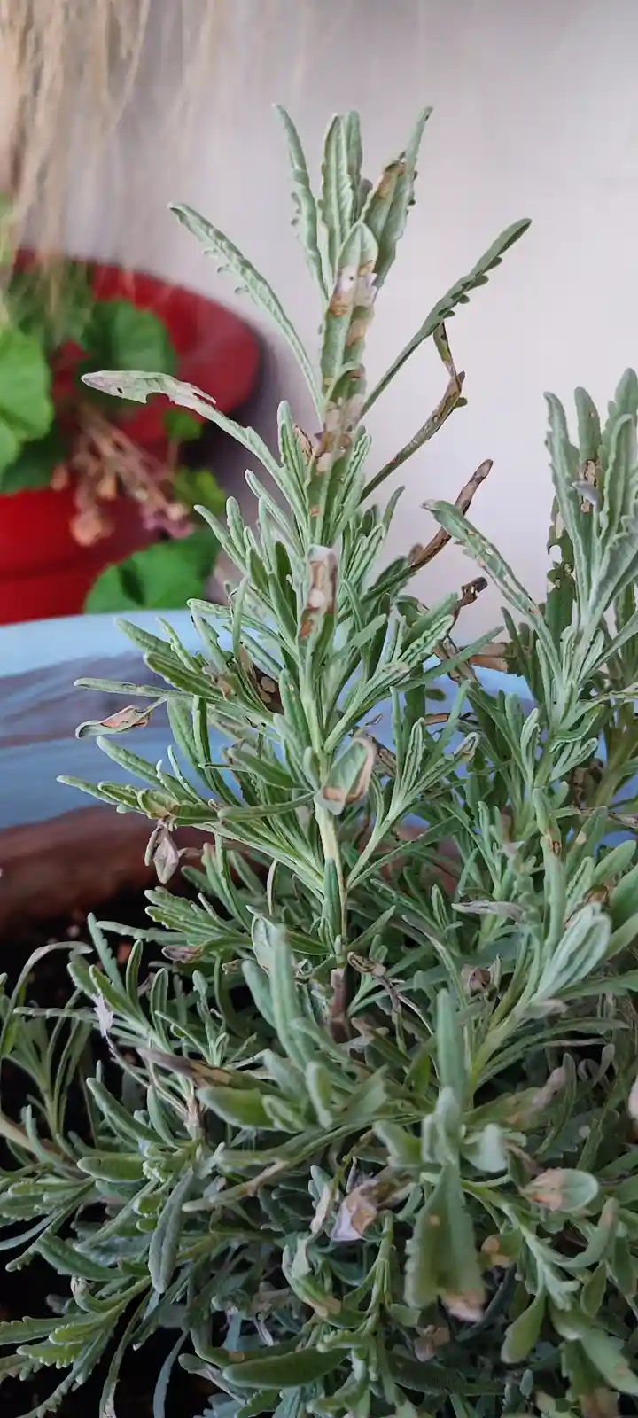 A close-up photo shows a potted lavender plant with many leaves that are brown, curled, and appear unhealthy or dead. In the…