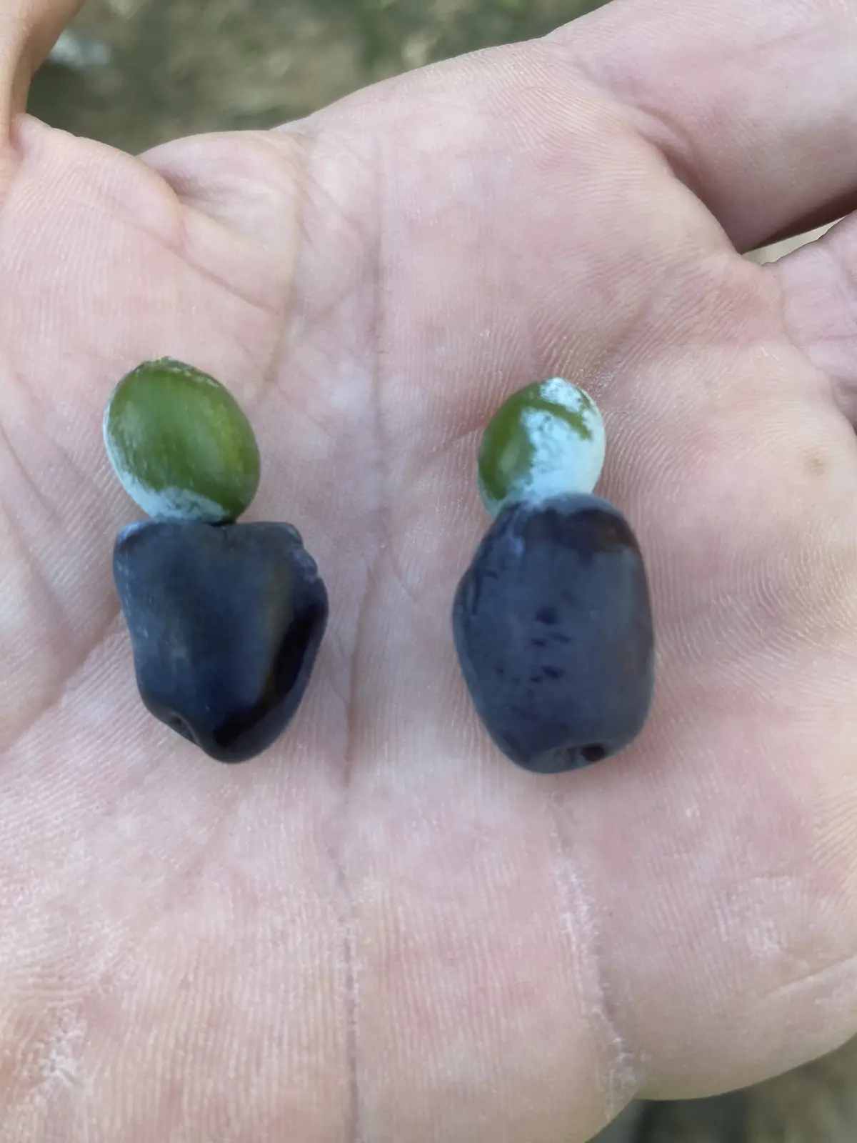 A close-up photo shows two dark purple olives resting in an open human palm, each with a green olive pit balanced on top…