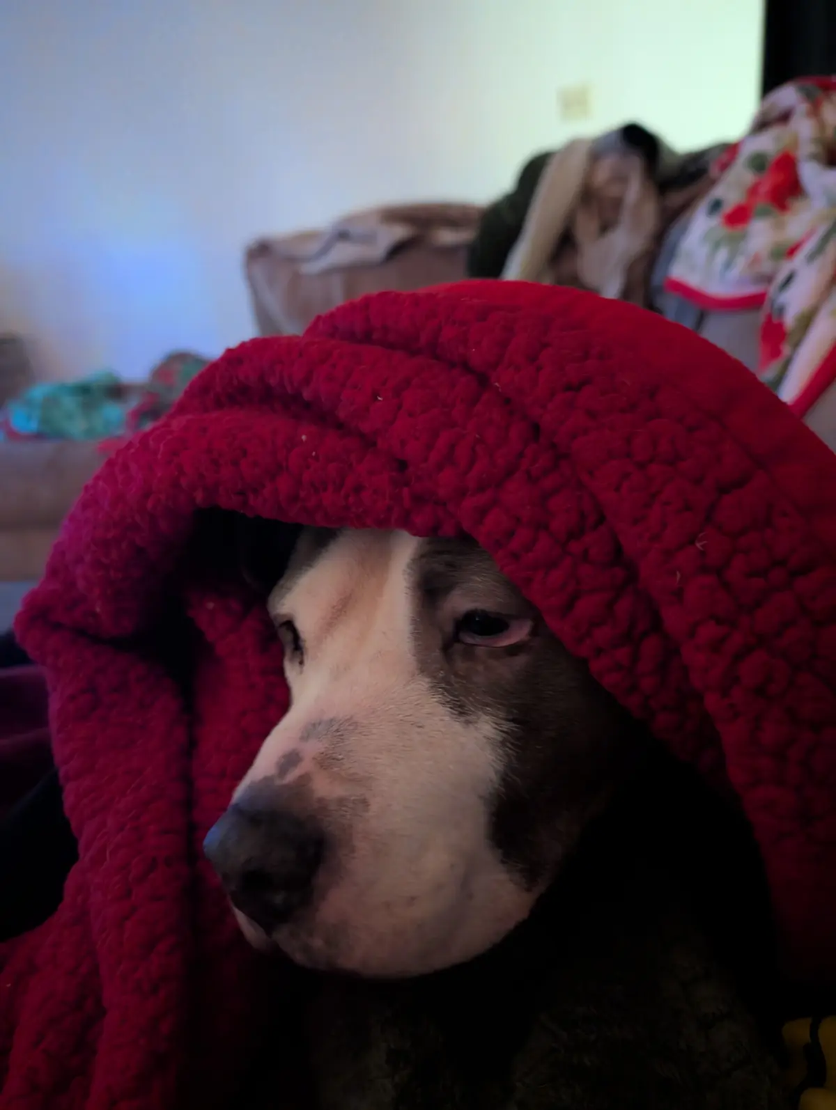 A close-up photo shows a dog with a white and gray face partially covered by a thick, red, textured blanket draped over its…