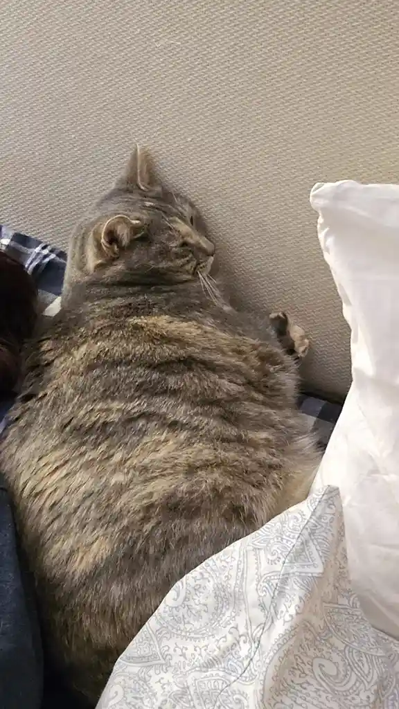 A gray tabby cat is lying on its side on a bed, appearing very relaxed and possibly asleep, with its head turned away from…