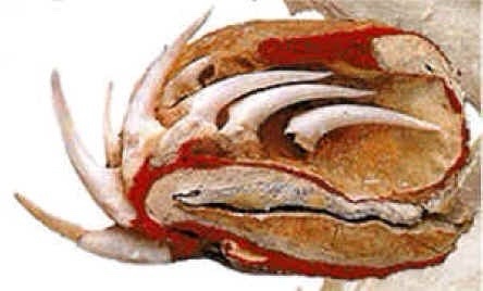 a cross-sectional diagram of a crab's anatomy, revealing internal layers in red and beige with white claws and a black line…