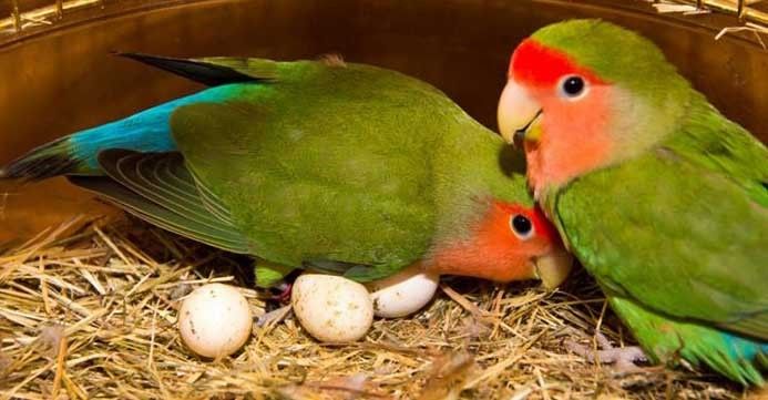 Two green lovebirds with red faces are sitting closely together on a nest filled with straw and several white eggs. The…
