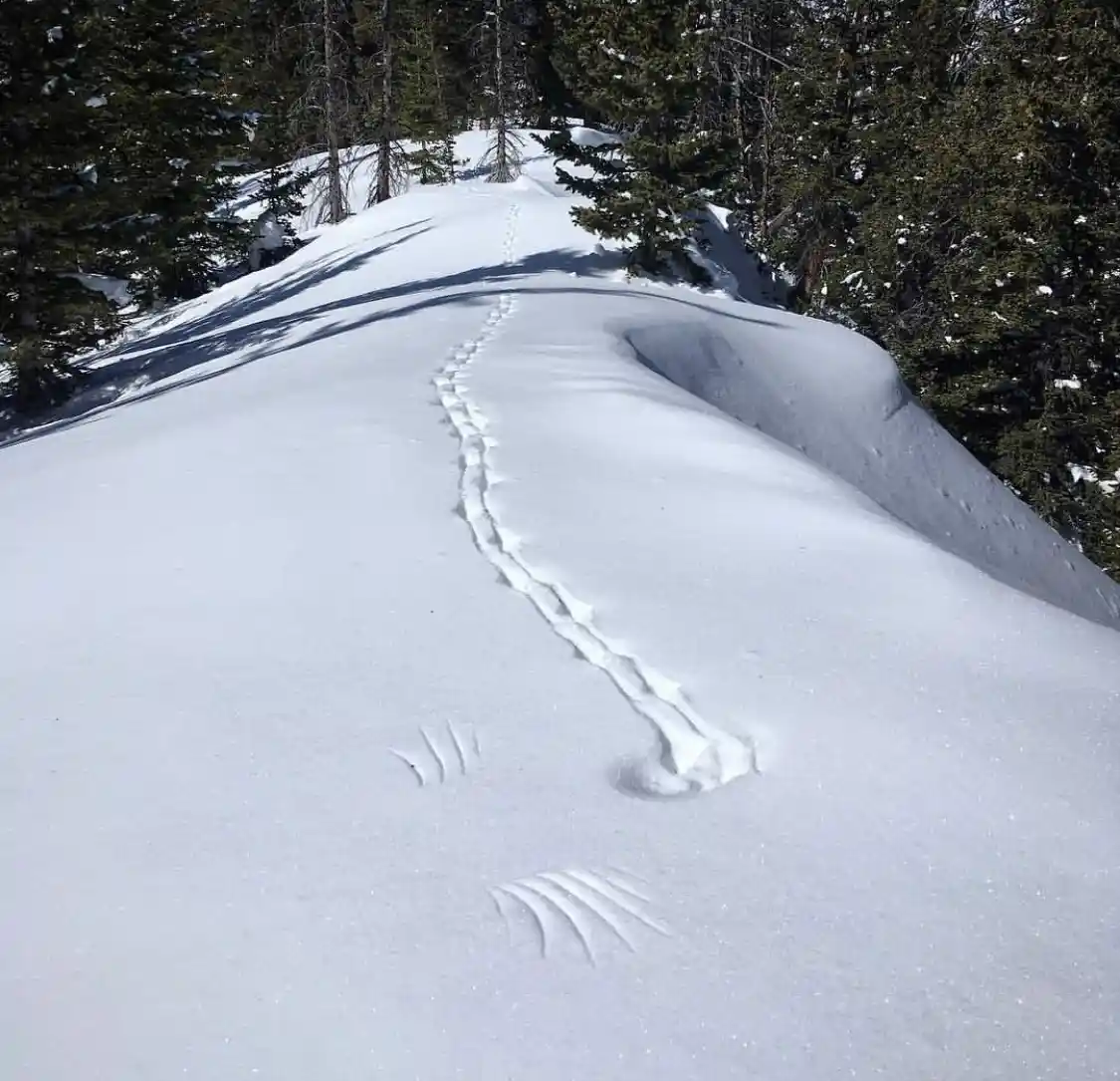 A snowy mountain slope with a trail of footprints leading uphill, ending in two distinct claw marks in the snow. The…