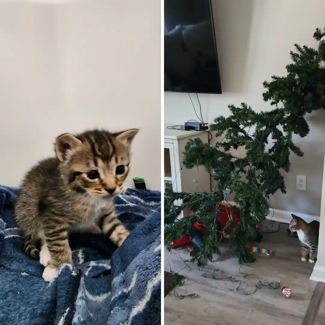 The Journey: From Beginning to Now