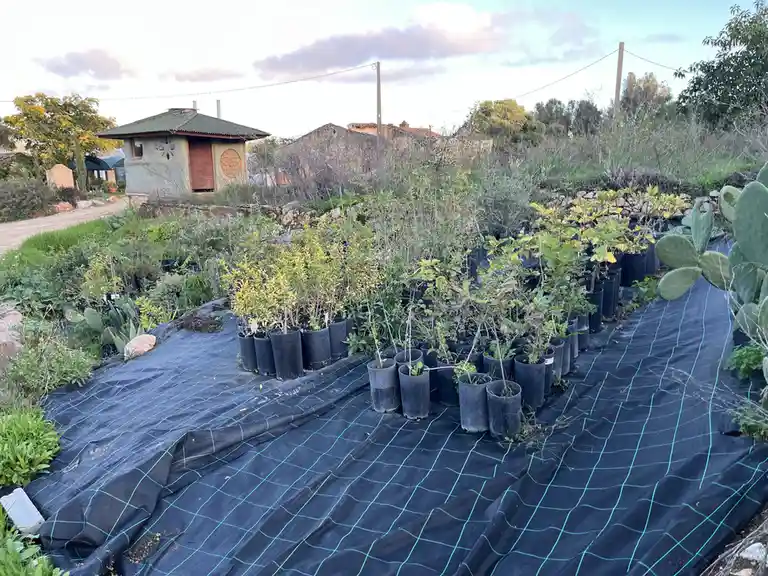 VdL Tree Nursery: Mark Your Calendar for November 5, 2024