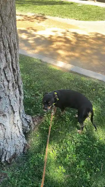 A small black and tan dog with a green collar stands on grass next to a tree, its leash tied to the tree trunk. The dog…