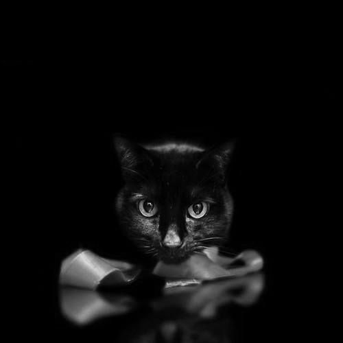 A black cat with wide, glowing eyes stares directly at the viewer from a dark, reflective surface, with its paws or front…