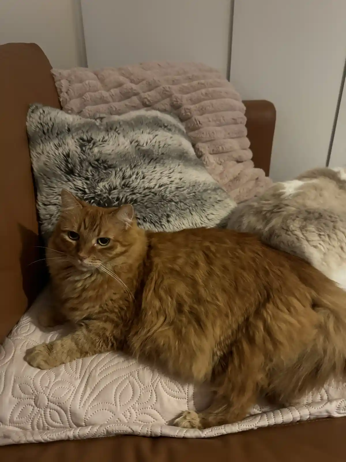 A fluffy orange tabby cat lounges on a white quilted cushion on a brown couch, surrounded by grey and pink fuzzy blankets…