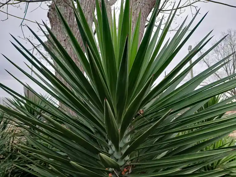 A close-up photo shows a green yucca plant with long, sharp, spiky leaves radiating outward from a central point, set…